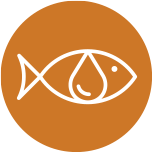 Fish Oils & Omegas